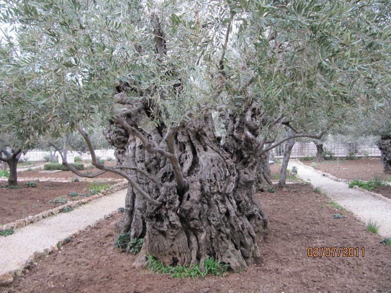 Israel Blessed Hope International Mission Israel Blessed Hope International Mission
