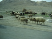 Israel270